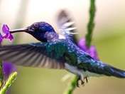 Discover more than 18 species of hummingbirds